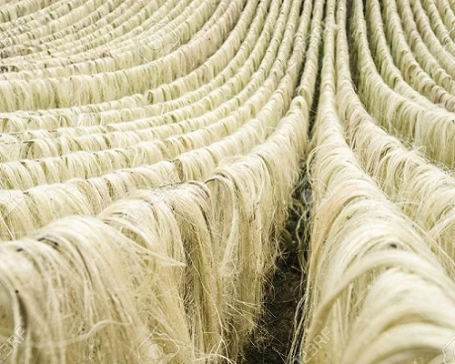 Sisal Fiber